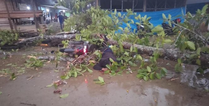 
 Salah seorang karyawan PT OSS tewas tertimpa pohon. Foto: Istimewa 