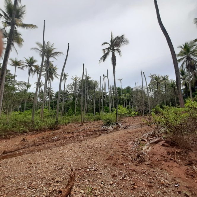 
 Sekitar 6 hektare kebun kelapa dan jambu mete di Desa Pongkalaero Kecamatan Kabaena Selatan milik Yusmin tercemar limbah pertambangan hingga mengalami kematian. Foto: Penafaktual.com