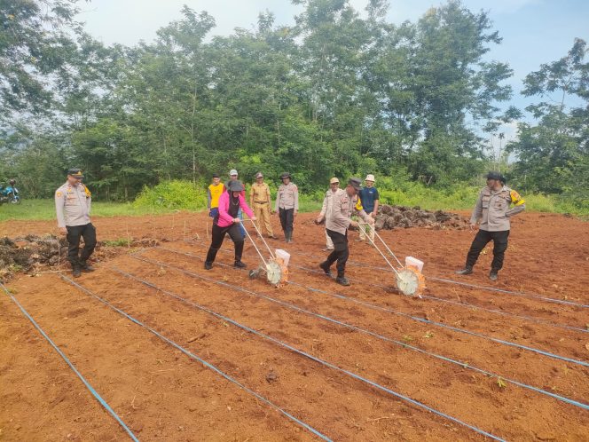 
 Penanaman jagung hibrida di lahan ketahanan pangan Polsek Wiwirano Kecamatan Landawe Kabupaten Konawe Utara. Foto: Istimewa