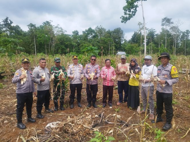 
 Polres Buton Tengah bersama masyarakat melaksanakan panen jagung di Kebun Lahan Milik Masyarakat yang menjadi binaan Polres Buton Tengah. Foto: Istimewa