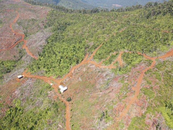 
 Lokasi dugaan aktivitas ilegal logging masih marak terjadi di kawasan hutan produksi dan hutan lindung Desa Patikala, Kecamatan Tolala. Foto: Istimewa
