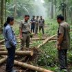 Ilustrasi illegal logging. sumber: Istimewa