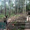 Polres Buton dan Polisi Kehutanan KPH Sulawesi Tenggara melakukan peninjauan lokasi dugaan ilegal logging di Kecamatan Kapontori. Foto: Istimewa