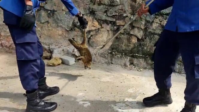 
 Tim Damkar Kota Kendari mengevakuasi Kus-kus yang masuk ke pemukiman Warga. Foto: Istimewa.