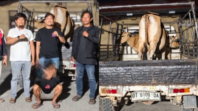 
 Pria insial AR (31) ditangkap polisi diduga gasak ternak sapi milik warga hingga belasan ekor. Foto: Istimewa