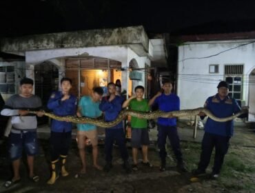 Ular piton panjang 7 meter ditangkap di atas plafon rumah warga Kemaraya Kendari. Foto: Istimewa