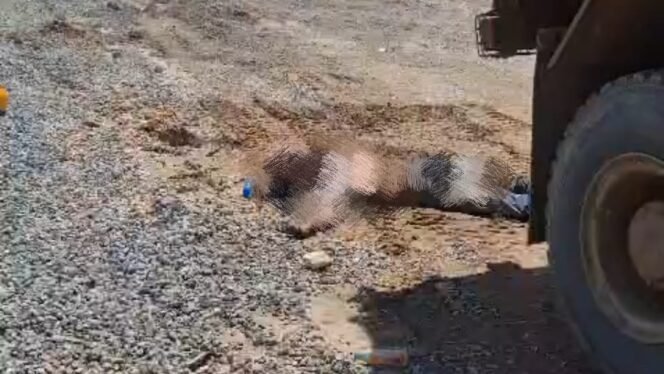 
 Tampak seorang pekerja tergeletak tak bernyawa setelah diduga dilindas dump truk. Foto: Istimewa