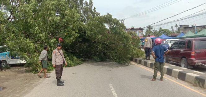 
 Pohon tumbang di Wawotobi Konawe menimpa sejumlah kendaraan. Foto: Istimewa.