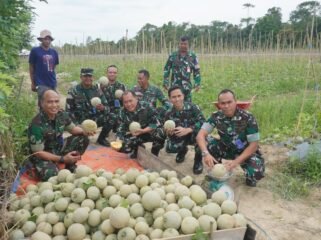Komandan Lanud Haluoleo, Kolonel Pnb Tarmuji Hadi Susanto, S.AP., M.M., M.Sc., memimpin panen raya buah Melon di lahan ketahanan pangan Lanud Haluoleo. Foto: Istimewa