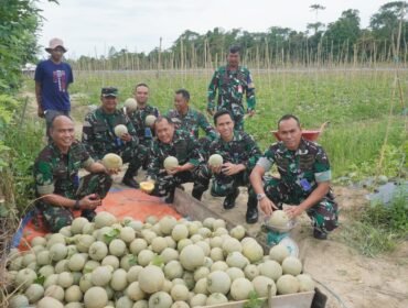 Komandan Lanud Haluoleo, Kolonel Pnb Tarmuji Hadi Susanto, S.AP., M.M., M.Sc., memimpin panen raya buah Melon di lahan ketahanan pangan Lanud Haluoleo. Foto: Istimewa