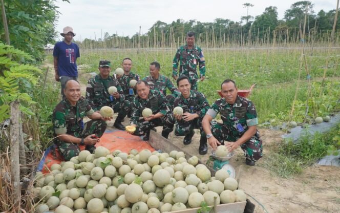 
 Komandan Lanud Haluoleo, Kolonel Pnb Tarmuji Hadi Susanto, S.AP., M.M., M.Sc., memimpin panen raya buah Melon di lahan ketahanan pangan Lanud Haluoleo. Foto: Istimewa