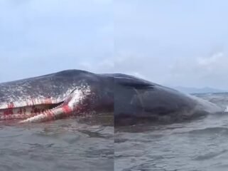 Ikan paus berukuran 10 meter terdampar di Perairan Pomala Kolaka. Foto: Istimewa