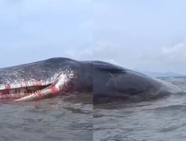 Ikan paus berukuran 10 meter terdampar di Perairan Pomala Kolaka. Foto: Istimewa
