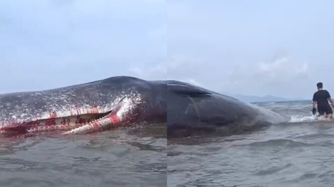 
 Ikan paus berukuran 10 meter terdampar di Perairan Pomala Kolaka. Foto: Istimewa
