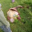 Seekor sapi milik Firman di Desa Lawada Jaya Kecamatan Sawerigadi menjadi sasaran aksi pencurian bermodus mutilasi. Foto: Istimewa