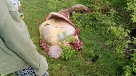Seekor sapi milik Firman di Desa Lawada Jaya Kecamatan Sawerigadi menjadi sasaran aksi pencurian bermodus mutilasi. Foto: Istimewa