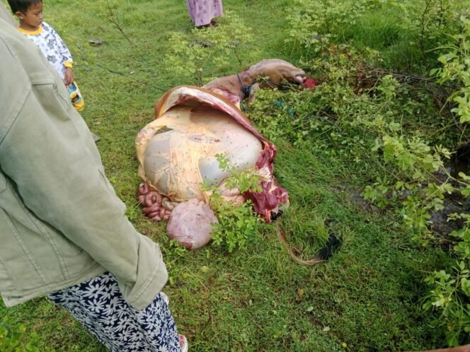 
 Seekor sapi milik Firman di Desa Lawada Jaya Kecamatan Sawerigadi menjadi sasaran aksi pencurian bermodus mutilasi. Foto: Istimewa