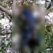 Mayat pria di temukan membusuk di atas pohon di Konawe Selatan. Foto: Istimewa