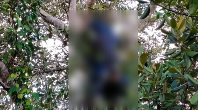 Mayat pria di temukan membusuk di atas pohon di Konawe Selatan. Foto: Istimewa