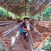 Kandang dan bibit ayam petelur di Desa Moasi. Foto: Istimewa