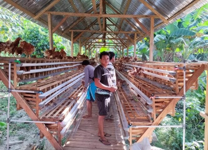 
 Kandang dan bibit ayam petelur di Desa Moasi. Foto: Istimewa