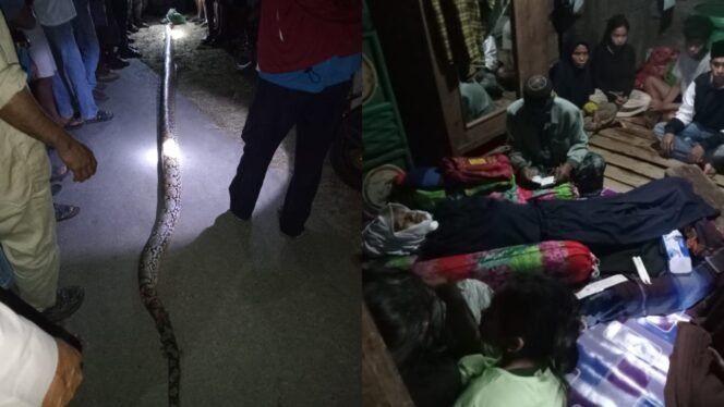 
 Wanita di Muna Barat, WA Ode Hartia (48) meninggal dunia setelah diserang ular piton ukuran 6 meter. Foto: Istimewa