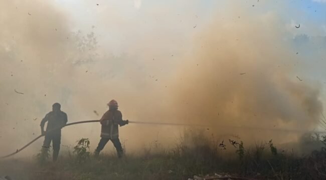 Petugas Damkarmat Kota Kendari tengah melakukan pemadaman api yang membakar lahan di Kelurahan Puuwatu Kendari. Foto: Istimewa
