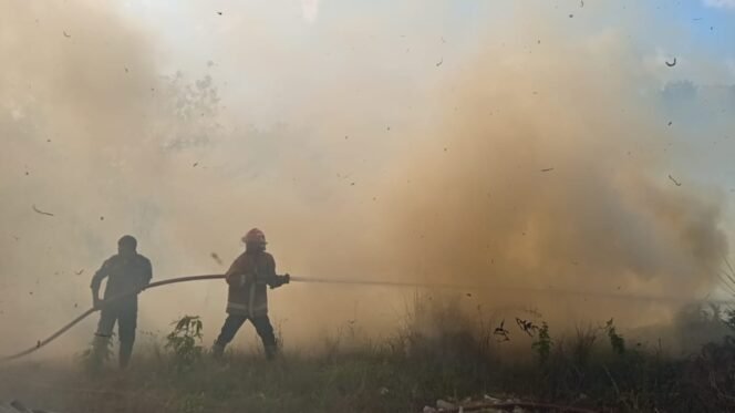 
 Petugas Damkarmat Kota Kendari tengah melakukan pemadaman api yang membakar lahan di Kelurahan Puuwatu Kendari. Foto: Istimewa