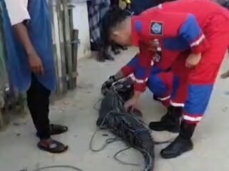 Proses evakuasi seekor buaya oleh Tim Damkarmat Kota Kendari setelah terjaring jerat ikan milik warga di Abeli Kendari. Foto: Istimewa