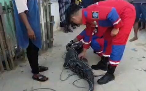 Proses evakuasi seekor buaya oleh Tim Damkarmat Kota Kendari setelah terjaring jerat ikan milik warga di Abeli Kendari. Foto: Istimewa