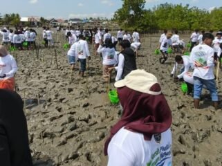 Sejumlah pegawai KUPP Kelas III Lapuko bersama mahasiswa, kepolisian masyarakat serta unsur pemerintah setempat saat melakukan penanaman Mangrove di pesisir pantai Desa Ranooha Raya, Kecamatan Moramo, Kabupaten Konsel, Kamis (17/9/2026).Foto: Istimewa.