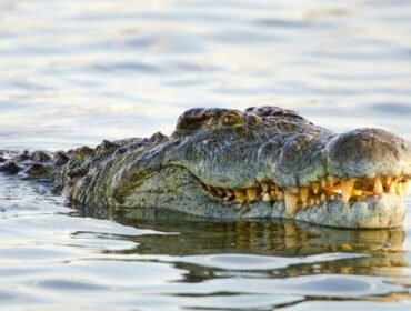 Ilustrasi. Seekor buaya. Foto: Istimewa.