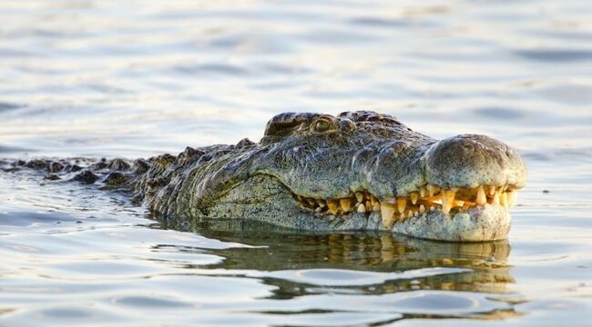 Ilustrasi. Seekor buaya. Foto: Istimewa.